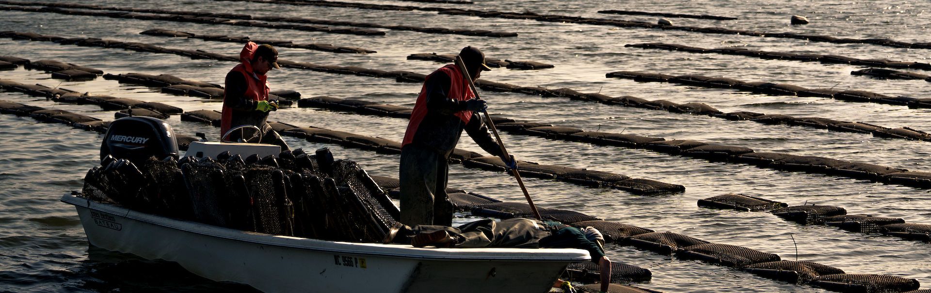 Two people in a boat troll the oyster lines at Center for Marine Science pier