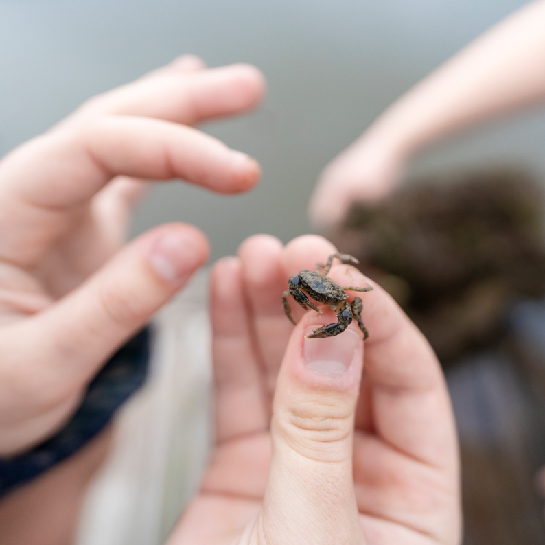 Marine biology students collect specimens for benthic community ecology class