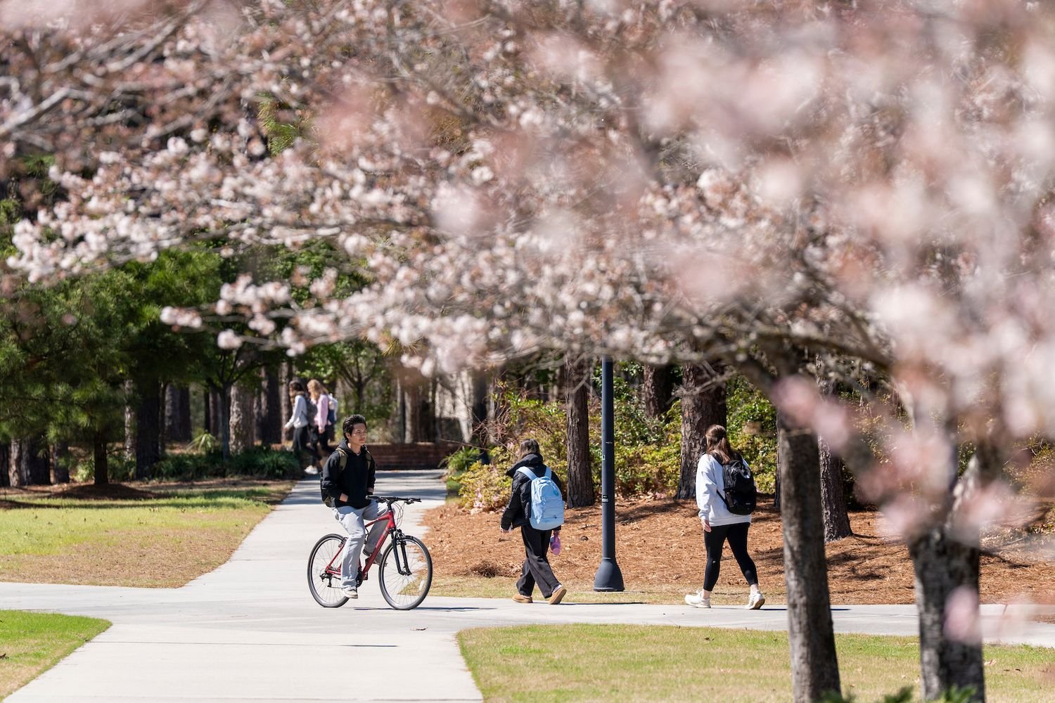 Students walking and riding bikes on campus, springtime florals grow in the foreground