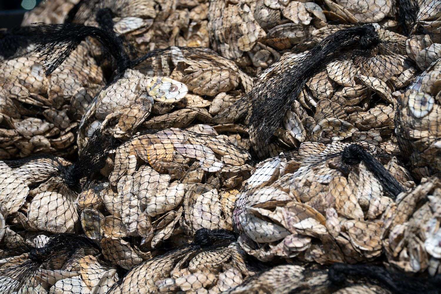 Bagged oysters can be used to mitigate shoreline erosion.