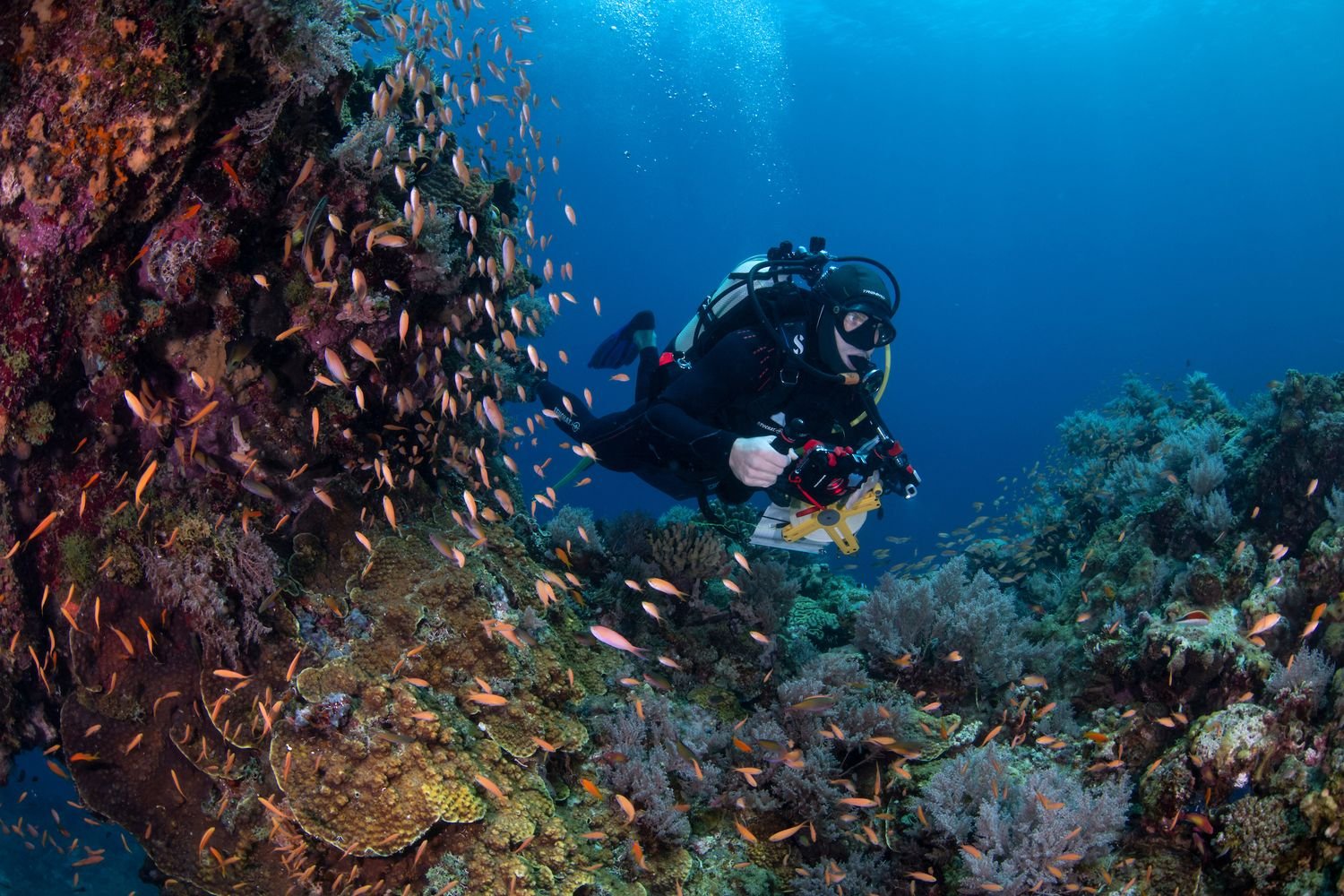 Ulysse Flandrin diving on a tropical coral reef conducting research analysis.