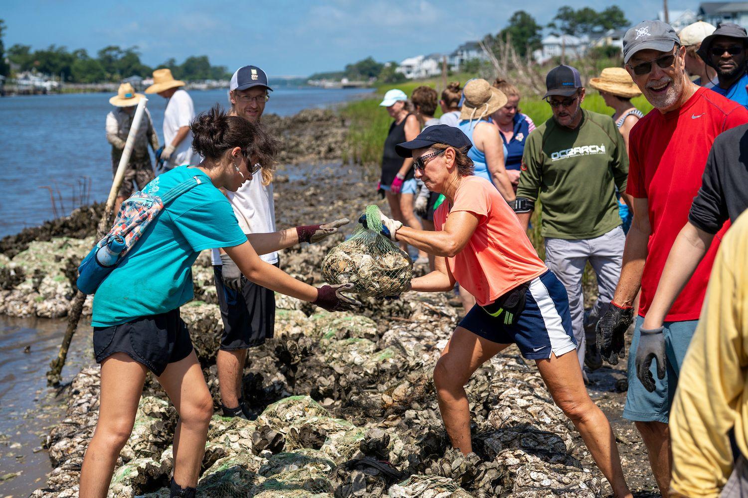 The St. James "Living Shoreline" initiative at Waterway Park represents a collaborative effort in community conservation, engaging citizen scientists alongside the UNCW’s Center for Marine Science (Benthic Ecology Lab). Launched in 2004 and annually supported by the Town of St. James, this program has achieved significant success by utilizing bagged oyster shells and marsh grasses to combat erosion, mitigate damage from boat wakes, and restore habitats for marine organisms, all while enhancing the environment for oysters.