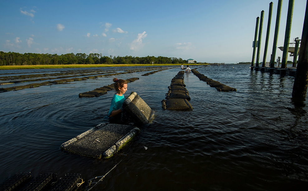 artificial oyster beds