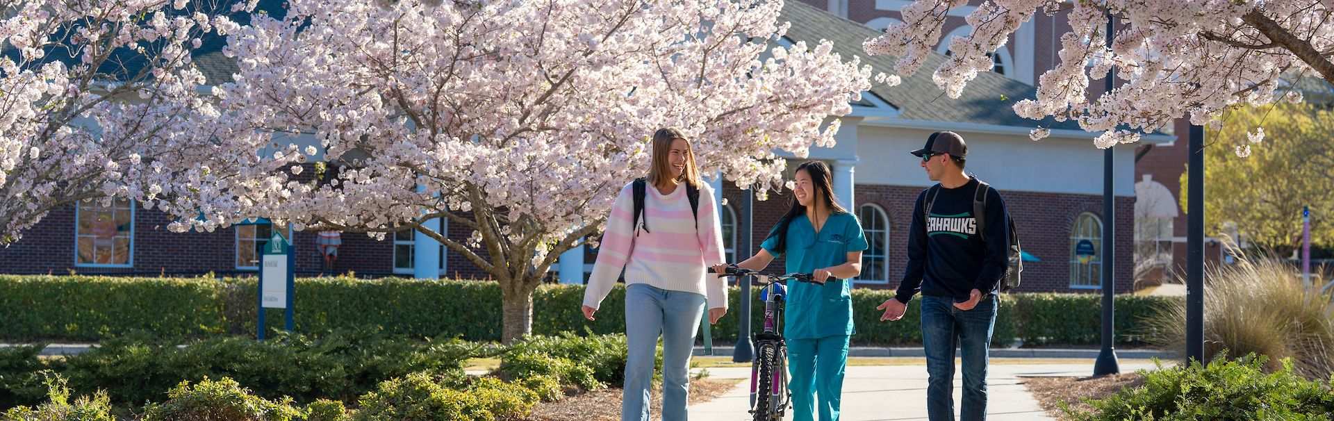 Three students walk to class under the canopy of flowering cherry blossom trees