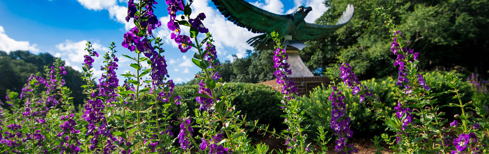 Seahawk statue surrounded by a garden of purple flowers.