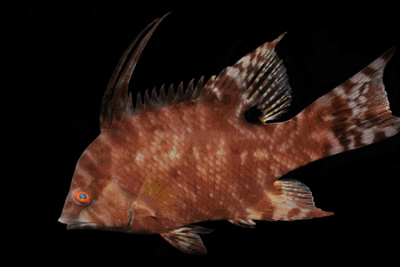 hogfish changes color