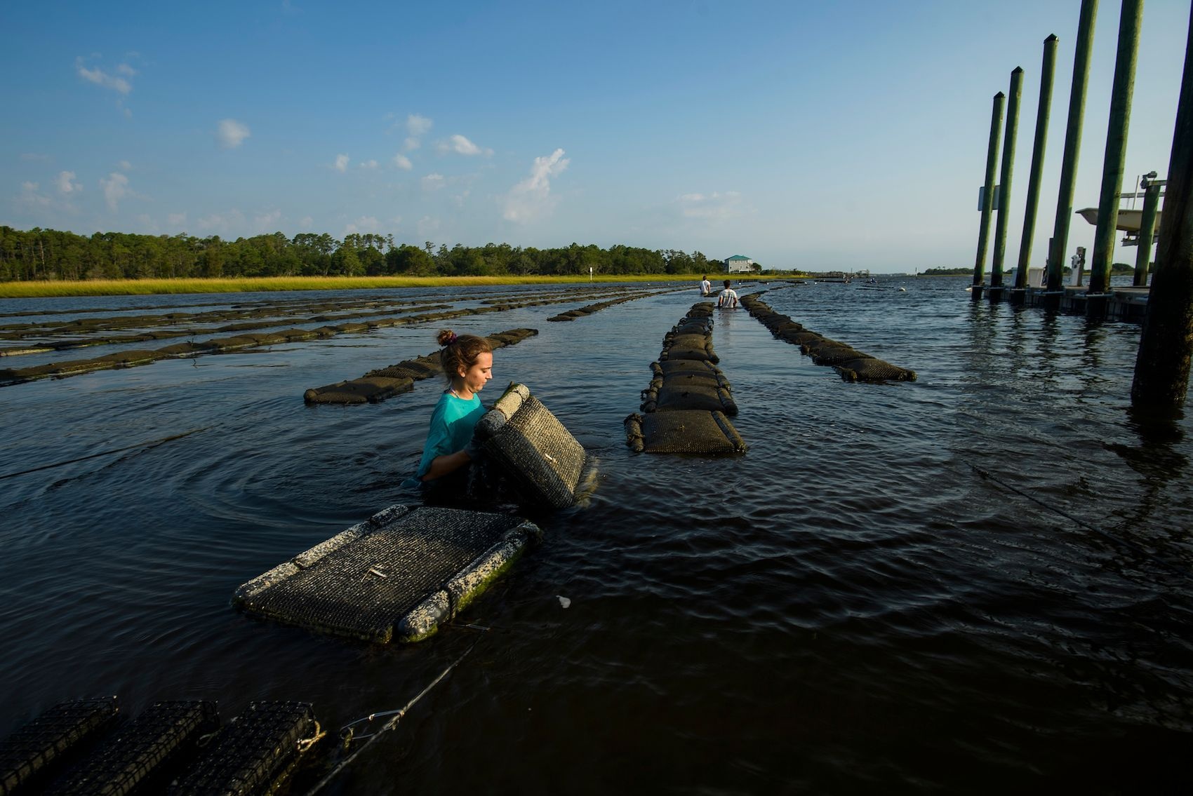 Students check oysters at the Center for Marine Science 