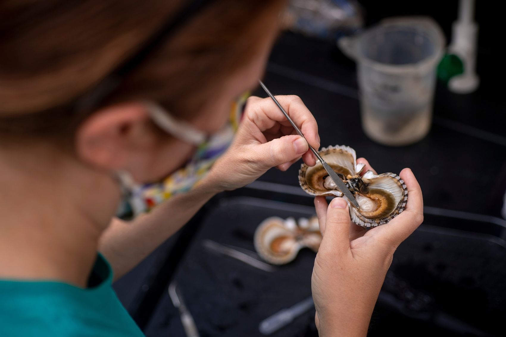 Marine Biology assistant professor Julia Buck dissects an scallop infected with a trematode parasite.
