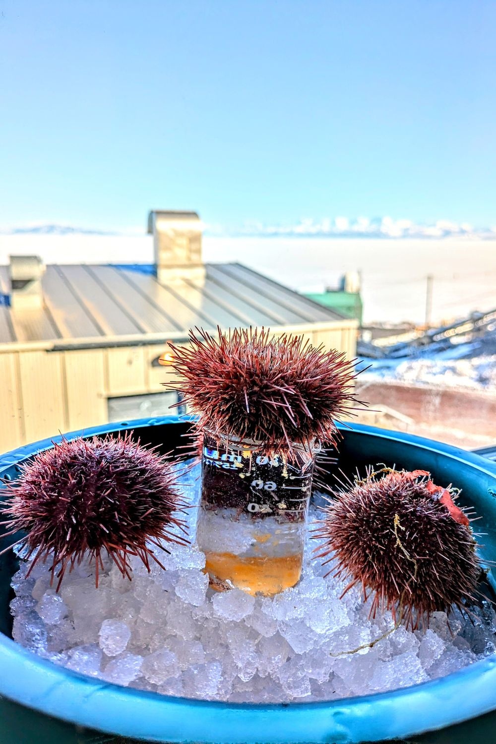 Antarctic sea urchins