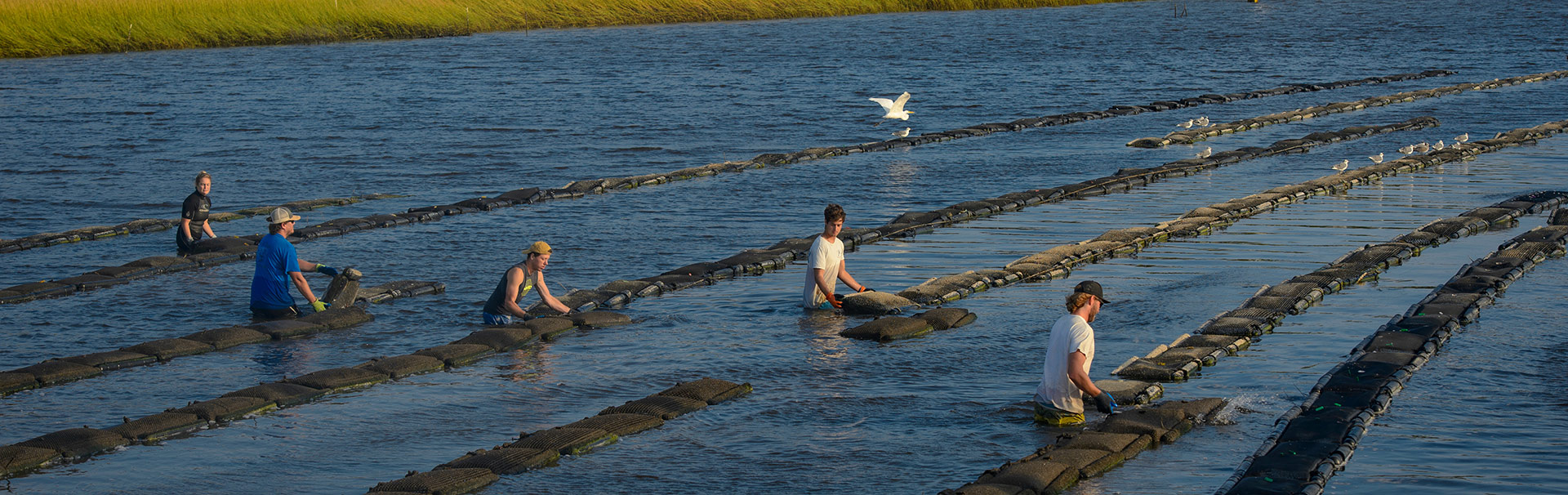 students checking oyster beds in the marsh